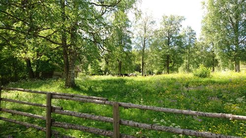 Trees growing on field
