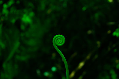 Close-up of green leaf