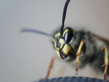 Close-up of insect