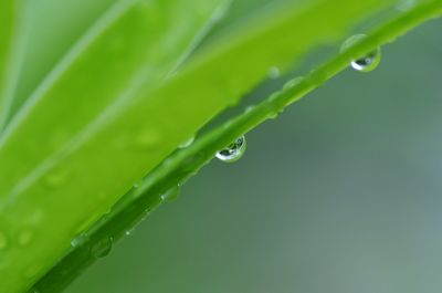 Close-up of water drops on green leaves during rainy season