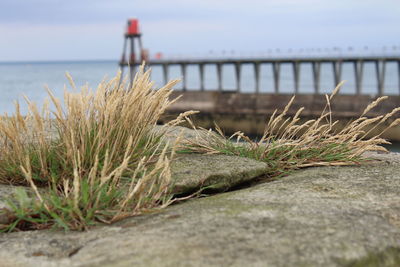 Close-up of succulent plant growing by sea against sky