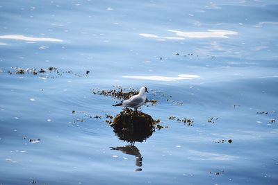 Birds perching on lake