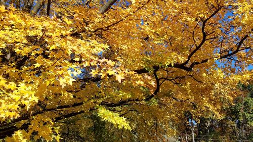 Low angle view of tree in park during autumn