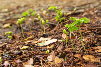 Close-up of small plant growing on field