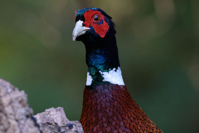 Close-up of peacock