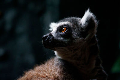 Close-up of lemur