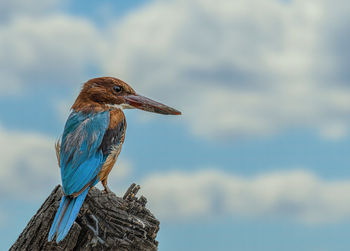 Close-up of kingfisher on wooden post