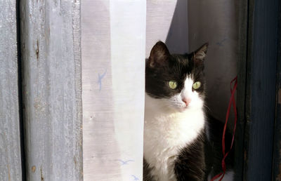 Close-up portrait of cat by window