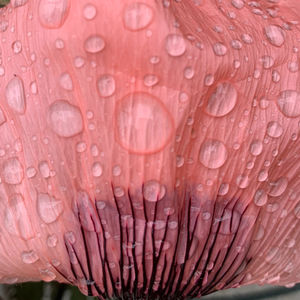 Close-up of wet pink flowers