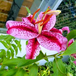 Close-up of pink flowering plant