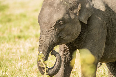 Close-up of elephant