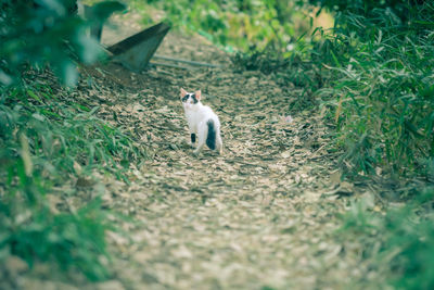 View of a cat on field