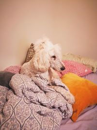 Close-up of a dog resting on bed