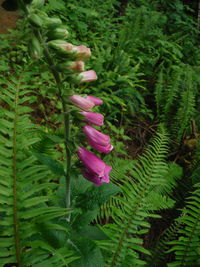 Close-up of flowers
