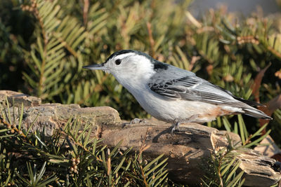 Close-up of bird perching on branch