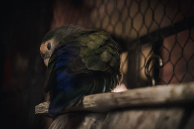 Close-up of a bird