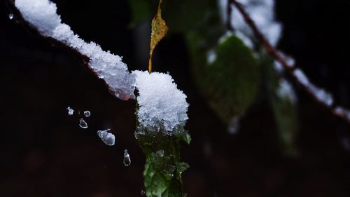Close-up of wet plant against sky
