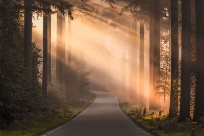 Sunlight streaming through trees in forest during sunset
