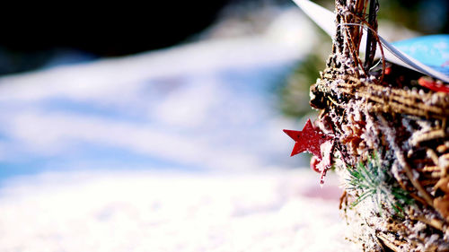 Close-up, christmas toys hanging on a snow-covered christmas tree branch. winter, frosty, sunny day.