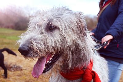 Close-up of dog