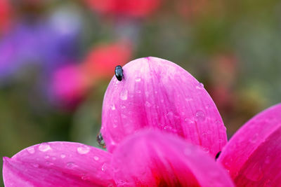 Close-up of insect on pink flower