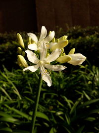 Close-up of white flowers blooming outdoors