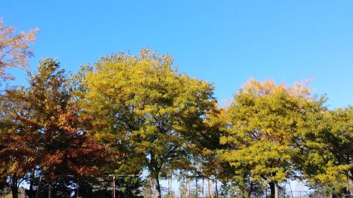 Low angle view of trees against clear blue sky