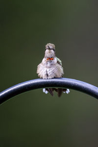 Close-up of bird perching on branch