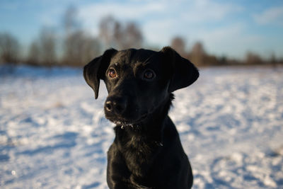 Portrait of dog in snow