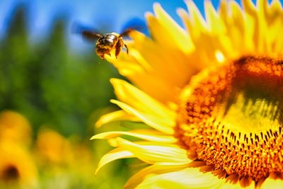 Close-up of bee pollinating on yellow flower