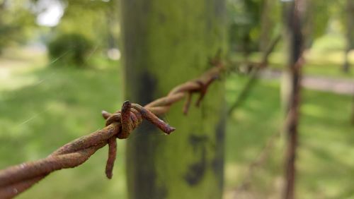 Close-up of barbed wire on tree