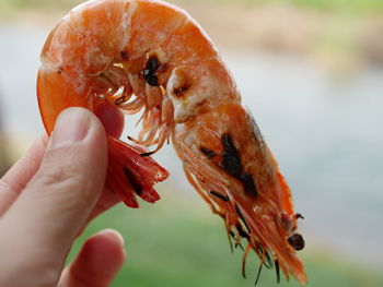 Close-up of hand holding crab