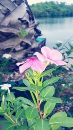 Close-up of pink flowers blooming outdoors