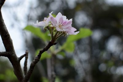Close-up of pink flowers