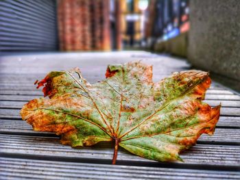 Close-up of leaf on barbecue grill