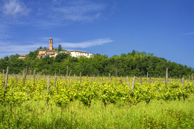 View of vineyard against sky