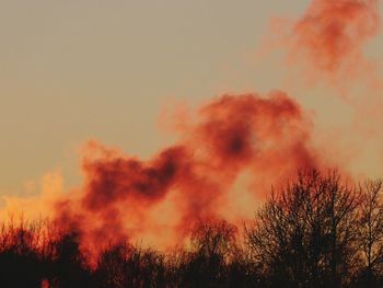 Trees against sky during sunset