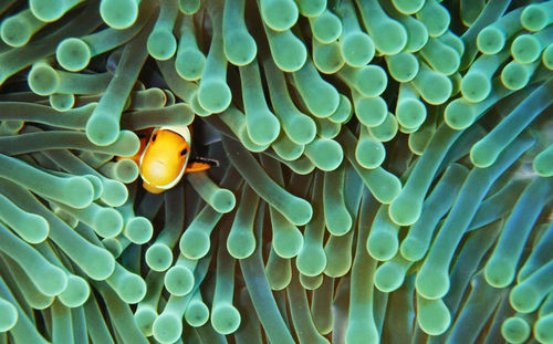 Low angle view of fish in sea