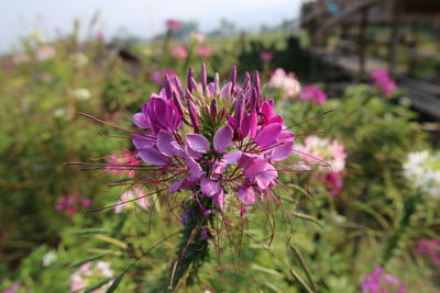 Close-up of flowers blooming outdoors