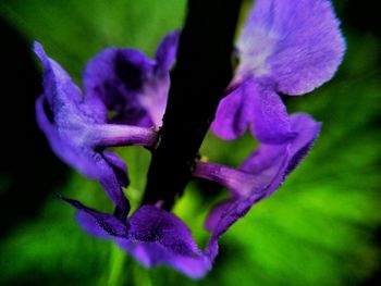 Close-up of purple flower