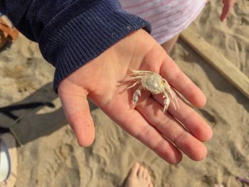 Close up of a childs hand holding a crab