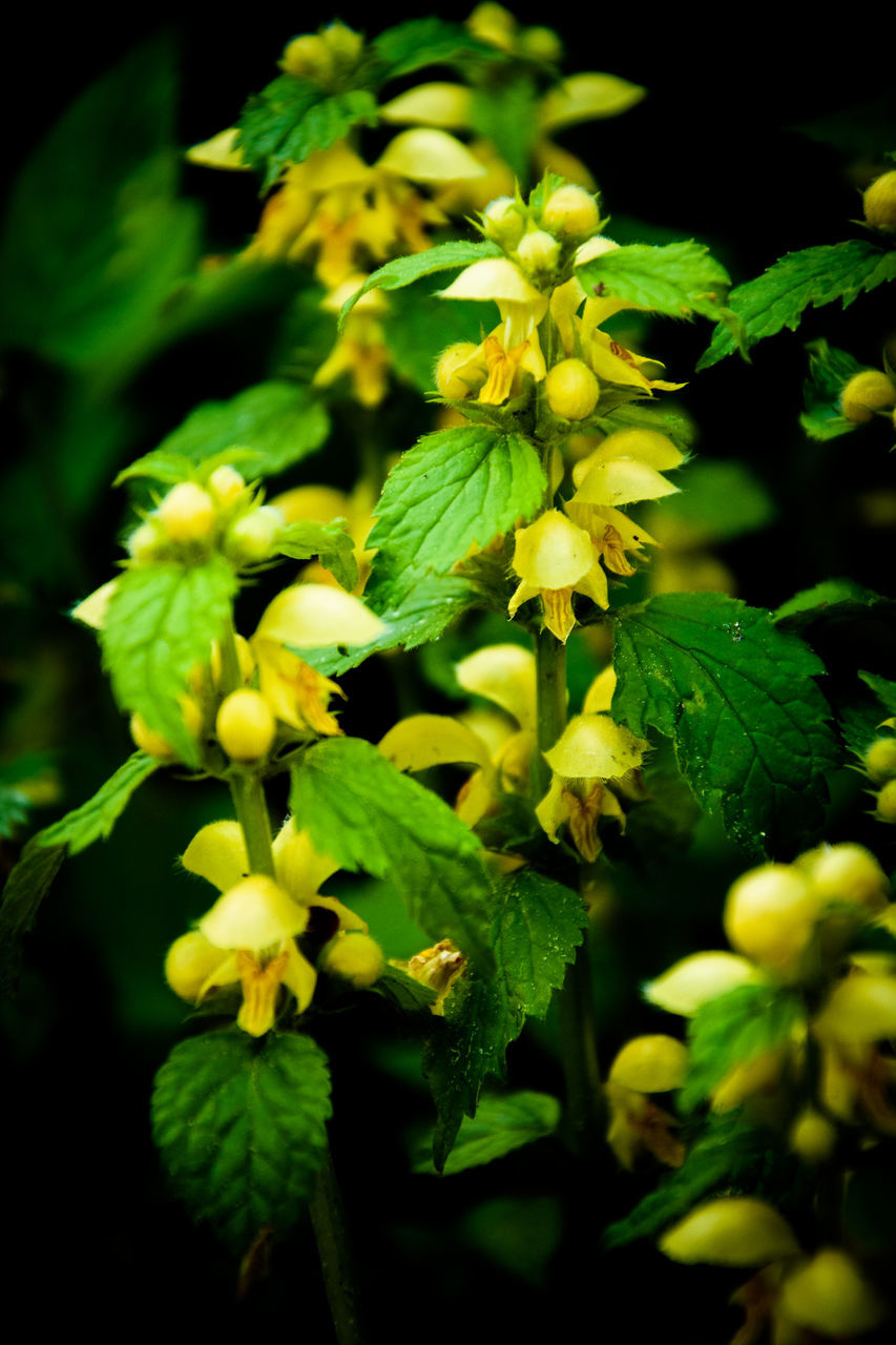 plant, yellow, green, flower, flowering plant, beauty in nature, freshness, close-up, growth, nature, leaf, plant part, no people, wildflower, macro photography, blossom, food, fragility, food and drink, focus on foreground, outdoors, day, flower head, selective focus, inflorescence