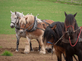 Horses in the field