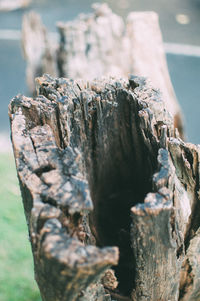 Close-up of wood against tree trunk