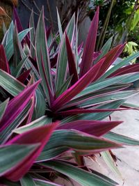 Close-up of succulent plant