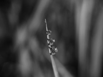 Close-up of leaf