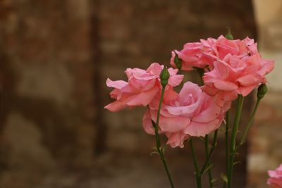 Close-up of pink rose