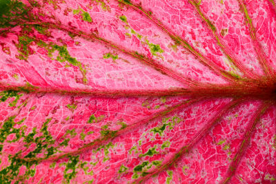 Full frame shot of pink rose flower