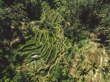 High angle view of trees growing on field