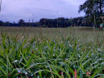 Close-up of grass growing in field